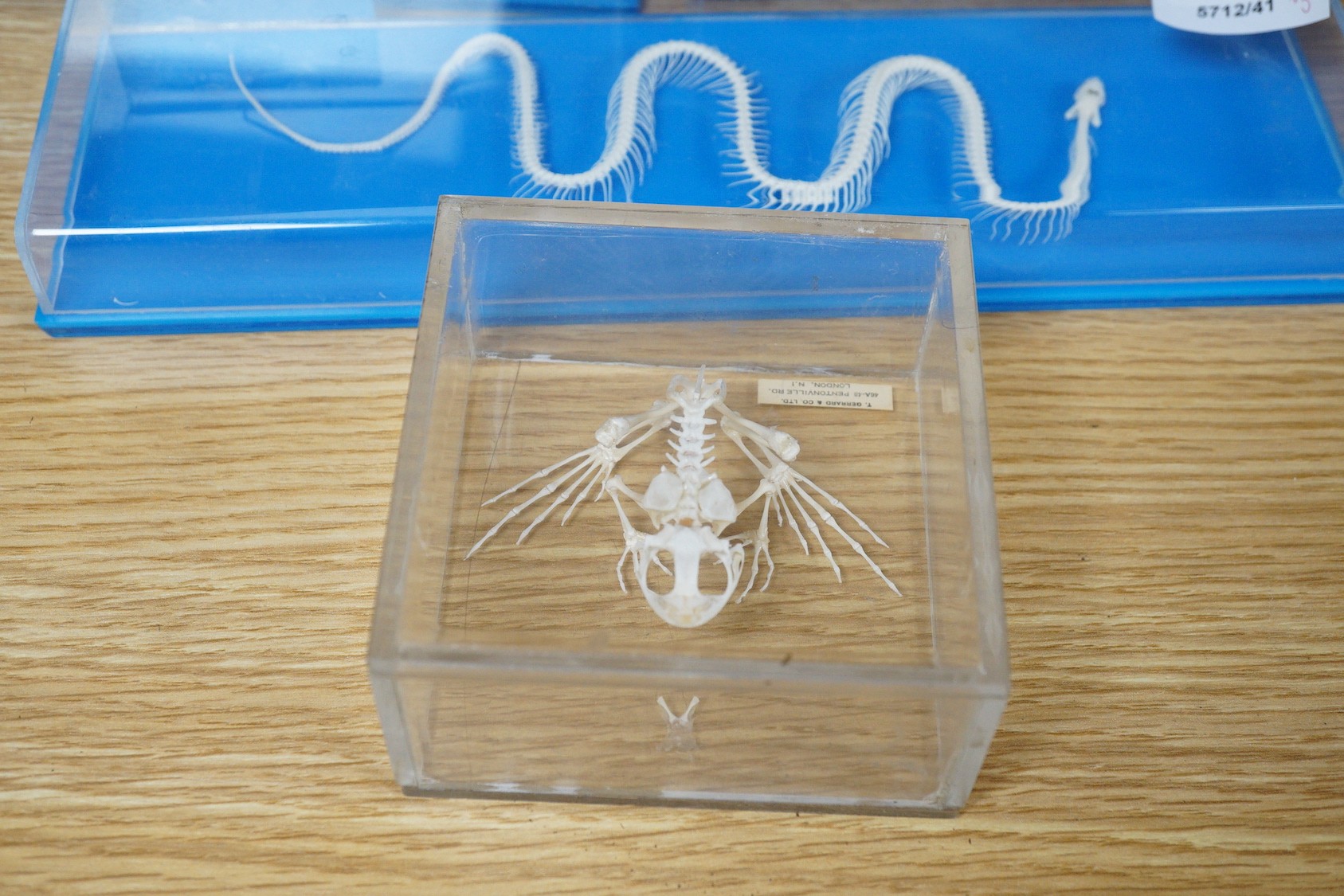 Animal anatomy - four skeleton specimens of a rat, fish, snake and frog in Perspex cases, the large is 30 cm long and a plastic model of a boxer dog skeleton and internal organs, 26.5 cm long